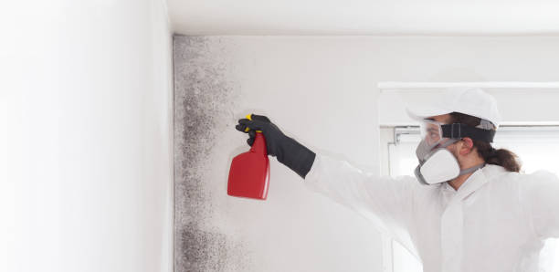 Certified Mold Removal in Duncansville, PA